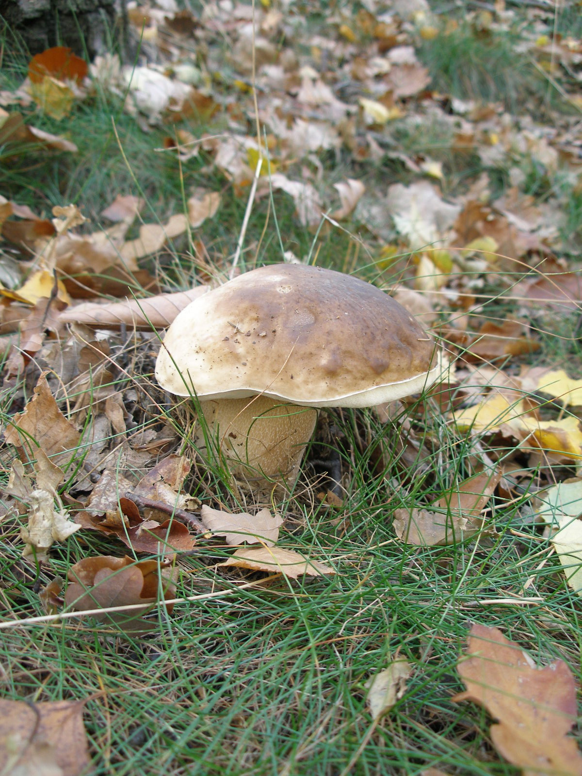 krásná houba